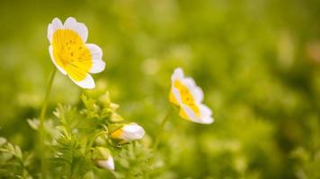 fiore di primavera giallo foto