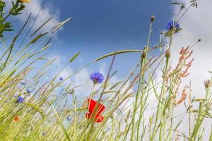 prato di fiori selvatici foto