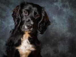 cane cocker spaniel foto