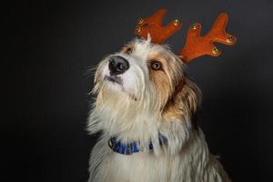 cane trasandato con grandi occhi marroni con cappello da festa di corna di natale foto