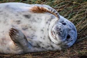 cucciolo di foca grigia