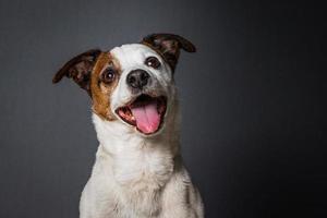 cane jack russell foto