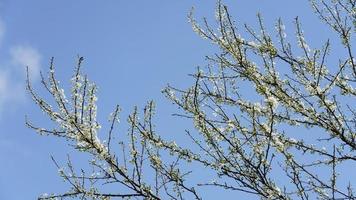 i bellissimi fiori di pera bianca che sbocciano sui rami nel campo selvaggio in primavera foto