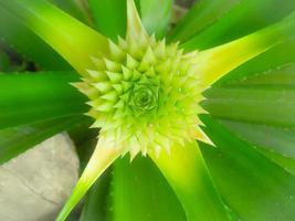 bellissimo e bellissimo fiore di ananas verde foto