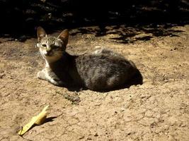 bellissimo simpatico gatto che prende il sole in giardino. il gatto è seduto rilassato. simpatico animale domestico foto