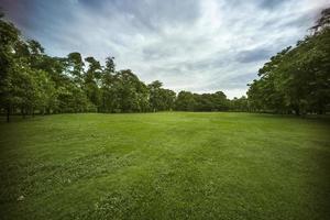 bella erba verde al parco foto