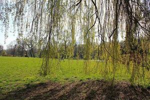 parco e bosco. foto