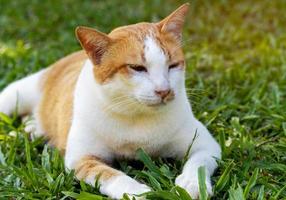 simpatico gatto sdraiato sull'erba e guardando la fotocamera foto