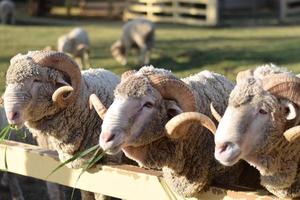 pecore che riposano su un pascolo in una fattoria. foto