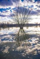 albero vicino all'acqua in inverno foto