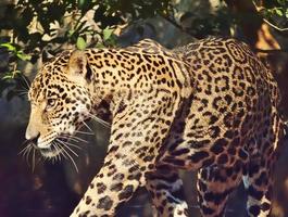 il leopardo sta camminando. foto