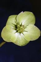 fiore giallo fiore close up helleborus viridis famiglia ranunculaceae stampe botaniche di grandi dimensioni di alta qualità foto