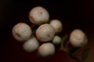 selvatico bianco fiore piccolo frutto primo piano sfondo botanico symphoricarpos orbiculatus famiglia caprifoliaceae grande formato stampa di alta qualità foto