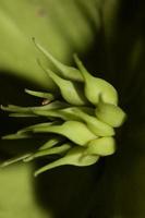 fiore giallo fiore close up helleborus viridis famiglia ranunculaceae stampe botaniche di grandi dimensioni di alta qualità