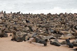 gruppo di leoni marini a Cape Cross. acqua in sottofondo. namibia foto