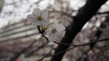 fiori di ciliegio bianchi. alberi di sakura in piena fioritura nel quartiere di meguro tokyo giappone