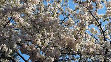 fiori di ciliegio bianchi. alberi di sakura in piena fioritura nel quartiere di meguro tokyo giappone