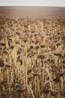 girasoli di fine stagione foto