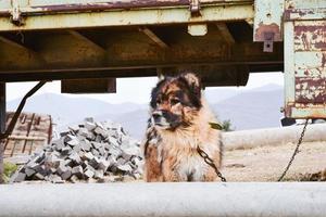 ritratto di cane caucasico foto