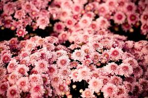 primo piano di un mazzo di fiori rosa crisantemo rosa bellissimo sfondo texture - fiori di crisantemo che sbocciano decorazione festival celebrazione