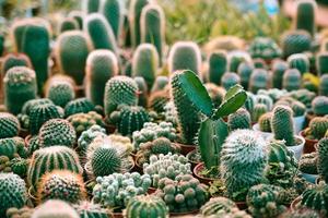 vaso di cactus in miniatura decorare in giardino - vari tipi bellissimo mercato di cactus o fattoria di cactus indoor microgreen giardinaggio domestico e decorazione