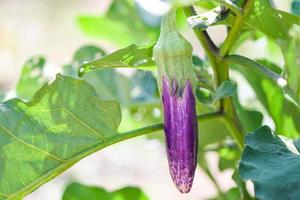 melanzane in giardino - melanzane viola organiche fresche di melanzane che crescono sull'albero della pianta in fattoria foto