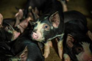 Curiosi maiali kurobuta in un allevamento di suini nel settore dei suini in un allevamento al coperto ordinato e pulito, con madre di suino che alimenta maialino foto