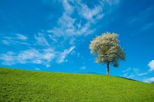 ciliegio in collina con cielo azzurro foto