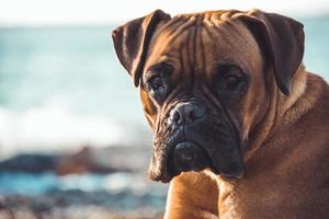 cane boxer sulla spiaggia. espressione del viso e pose. copia spazio foto