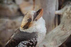 primo piano ritratto di un kookaburra che ride seduto su un albero foto