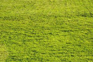 prato verde. erba del prato. campo da calcio. corso di golf. foto