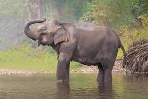 Elefante asiatico in un fiume naturale nella foresta profonda, Thailandia foto