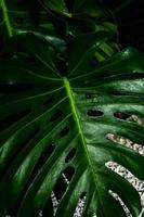 foglie di piante monstera foto