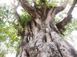 albero della bodhi con grande tronco foto