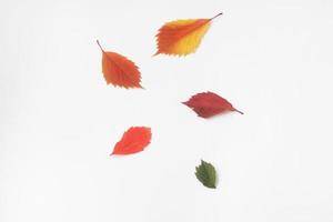 carta d'autunno. foglie gialle e luminose su sfondo bianco. trama autunnale da foglie di vite di diversi colori foto