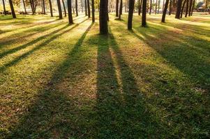 luce del sole che splende attraverso i pini nella foresta foto