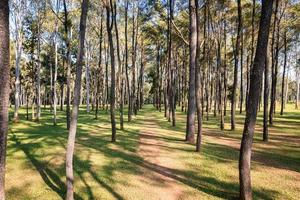 vista aerea di alberi di pino con luce solare splendente nella foresta nell'area di conservazione foto