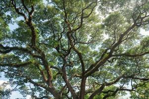 albero della pioggia gigante con rami che crescono nella foresta pluviale tropicale foto
