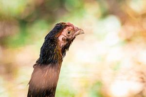 primo piano testa di gallo che fissa qualcosa. sfocatura dello sfondo naturale. spazio vuoto per inserire il testo. foto