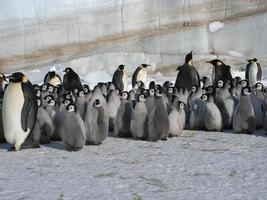 pinguini imperatori nel ghiaccio dell'Antartide foto