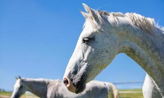 profilo del cavallo bianco contro il cielo blu foto