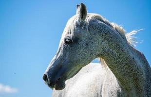 un ritratto di un cavallo bianco di profilo vicino sparato contro il cielo blu foto