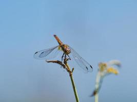 Libellula appollaiata su un cespuglio, vicino a xativa, valencia, spagna. foto