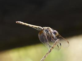 Libellula appollaiata su un cespuglio, vicino a xativa, valencia, spagna. foto