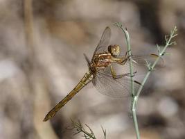 Libellula appollaiata su un cespuglio, vicino a xativa, valencia, spagna. foto