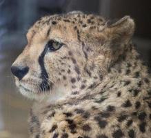 ritratto di un ghepardo che giace allo zoo, acinonyx jubatus foto