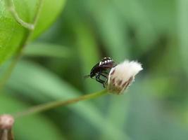 primo piano di insetto sulla foglia con sfondo sfocato foto