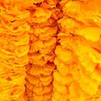 calendule gialle per la sacra liturgia foto