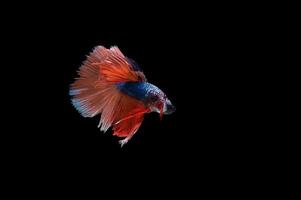 bellissimo colorato di pesce siamese betta foto