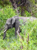 Big Five elefante africano Kruger National Park safari in Sud Africa. foto